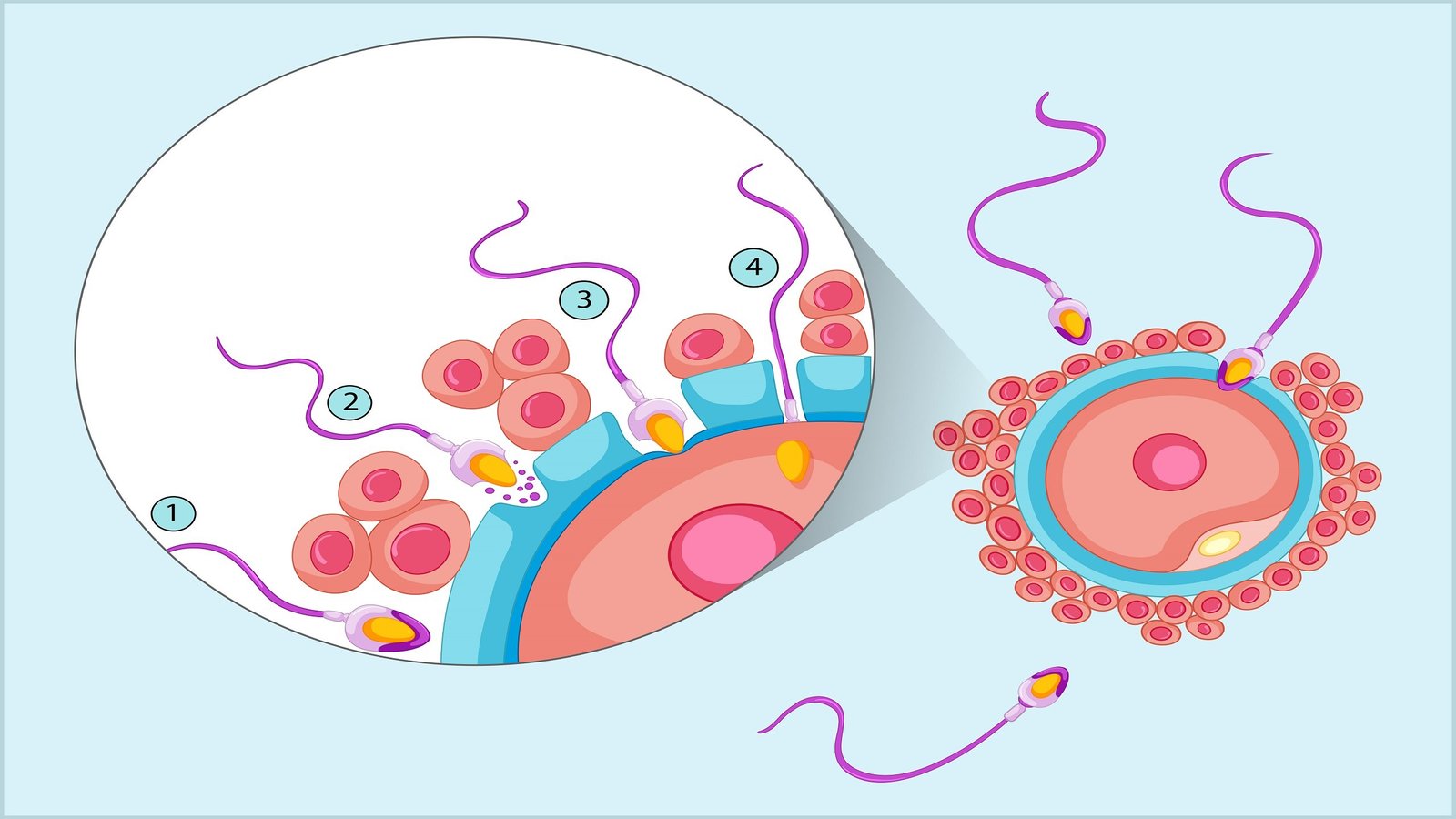 What is Blastocyst?