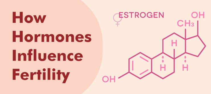 How Hormones Influence Fertility: A Simple Guide for Women